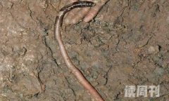 世界上最长最大的蚯蚓（体长最长可达到3米）