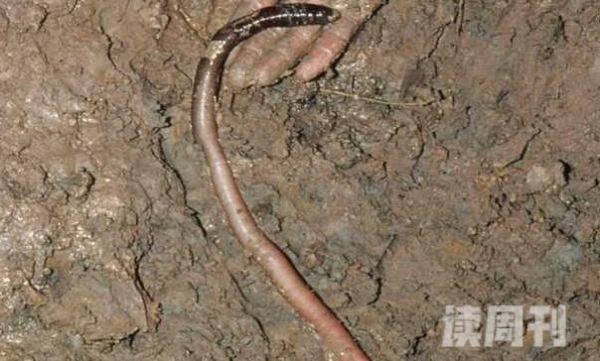 世界上最长最大的蚯蚓（体长最长可达到3米）(1)