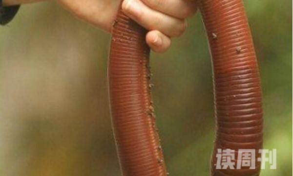 世界上最长最大的蚯蚓（体长最长可达到3米）(2)