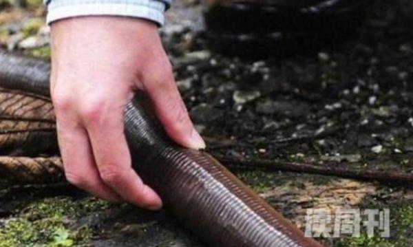 世界上最长最大的蚯蚓（体长最长可达到3米）(3)