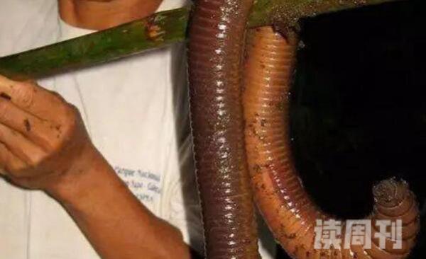 世界上最长最大的蚯蚓（体长最长可达到3米）(4)