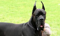 世界最大的狗大丹犬（世界上的大丹犬图片）