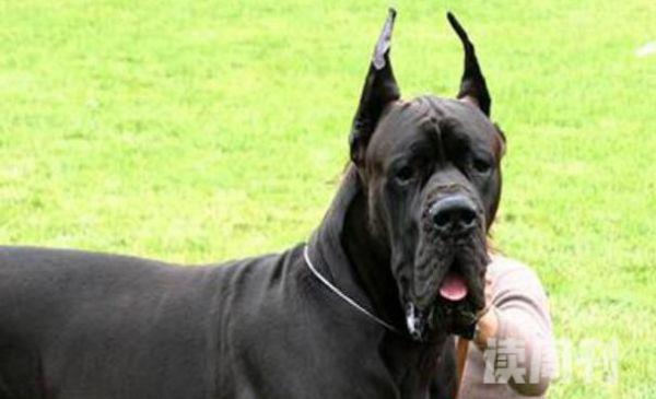 世界最大的狗大丹犬（世界上的大丹犬图片）(1)
