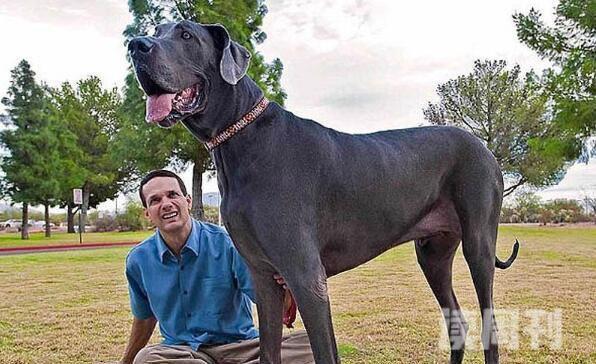 世界最大的狗大丹犬（世界上的大丹犬图片）(4)