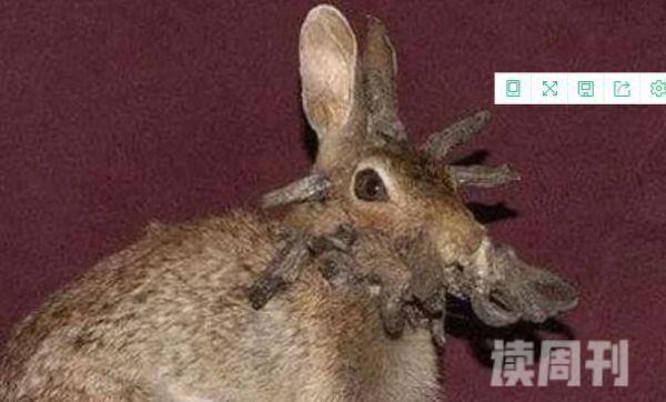 兔子身上长了一个像瘤子（头部长满了尖锐的类似于肿瘤的物体）(1)