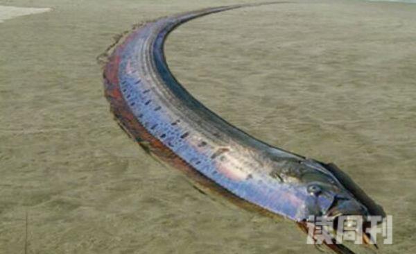 全球十大怪异海洋生物（当人们目睹时会把它当做海蛇）(4)