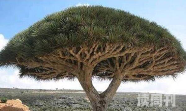 最长寿的非洲龙血树（具有观赏和药用的两种价值）(1)