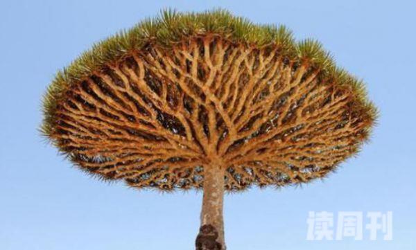 最长寿的非洲龙血树（具有观赏和药用的两种价值）(2)