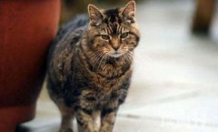 世界上最老的猫可以活到多少岁（按照人类的年龄来计算已经有了172岁）