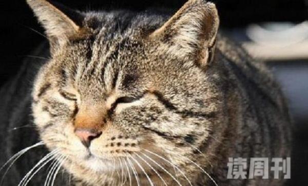 世界上最老的猫可以活到多少岁（按照人类的年龄来计算已经有了172岁）(2)