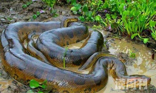 英国拍到的最大的蛇森蚺图片（亚马逊最大的森蚺有多重）(1)
