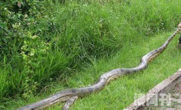 英国拍到的最大的蛇森蚺图片（亚马逊最大的森蚺有多重）(3)