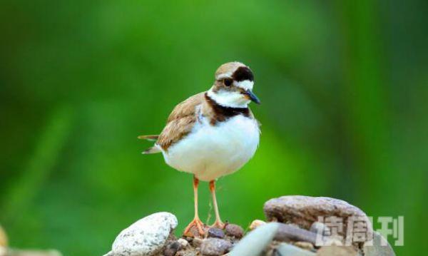 长嘴剑鸻介绍（一种中小型的湿地水鸟每窝大概会产3到4枚卵）