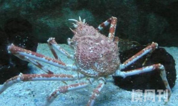 世界上最大的螃蟹是什么蟹（杀人蟹是类属于蜘蛛蟹的一种）(1)