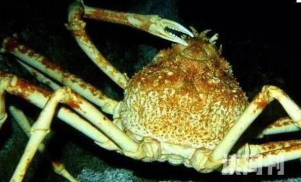 世界上最大的螃蟹是什么蟹（杀人蟹是类属于蜘蛛蟹的一种）(2)