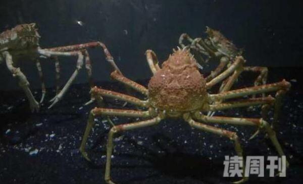 世界上最大的螃蟹是什么蟹（杀人蟹是类属于蜘蛛蟹的一种）(3)