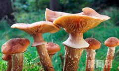 世界上最大的蘑菇照片（蜂蜜蘑菇是属于蜜环菌类的一种蘑菇）