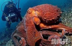 世界上最大的章鱼（腕足展开后直径达15.6米）