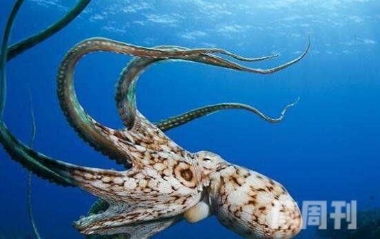 世界上最大的章鱼（腕足展开后直径达15.6米）(2)
