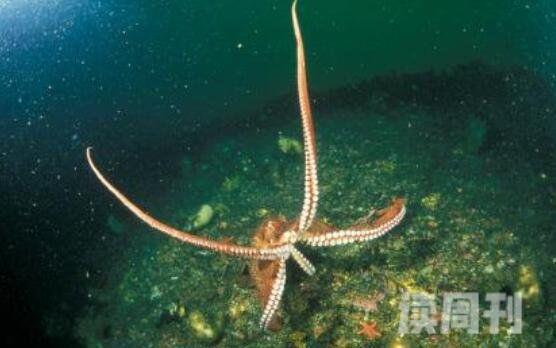 世界上最大的章鱼（腕足展开后直径达15.6米）(3)