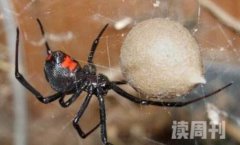 世界上最大的蜘蛛还是最毒的蜘蛛（黑寡妇毒性要比响尾蛇强上15倍）