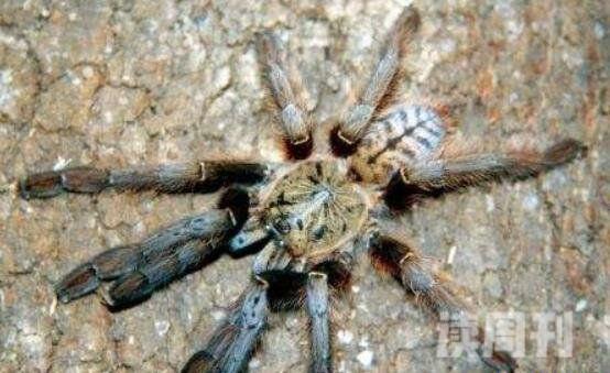 世界上最大的蜘蛛还是最毒的蜘蛛（黑寡妇毒性要比响尾蛇强上15倍）(3)