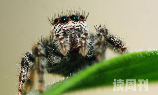 世界上最大的蜘蛛还是最毒的蜘蛛（黑寡妇毒性要比响尾蛇强上15倍）(4)