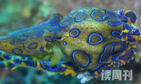 十大最毒海洋生物排行榜（箱水母在地球上存活几亿年了）(4)
