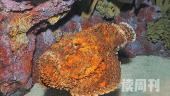 十大最毒海洋生物排行榜（箱水母在地球上存活几亿年了）(6)