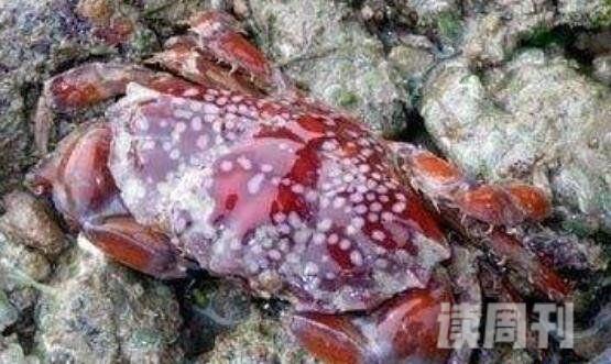十大最毒海洋生物排行榜（箱水母在地球上存活几亿年了）(7)