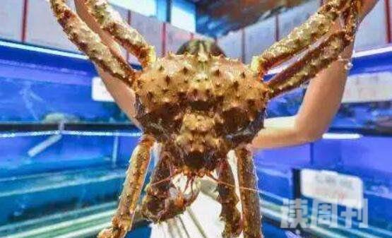 全球最大的一只蟹多大（杀人蟹体重最大达20斤左右）(4)