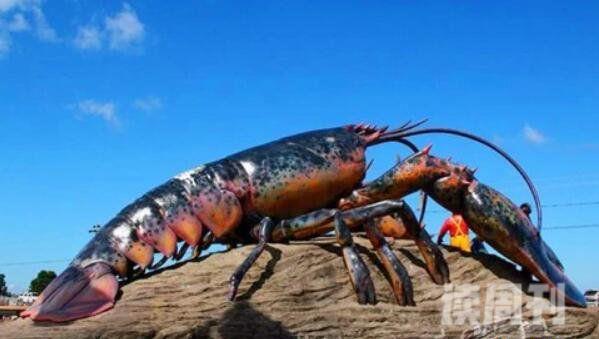 目前最大的龙虾有多大（渔民捕捉到了一只身长333米的大龙虾）(1)
