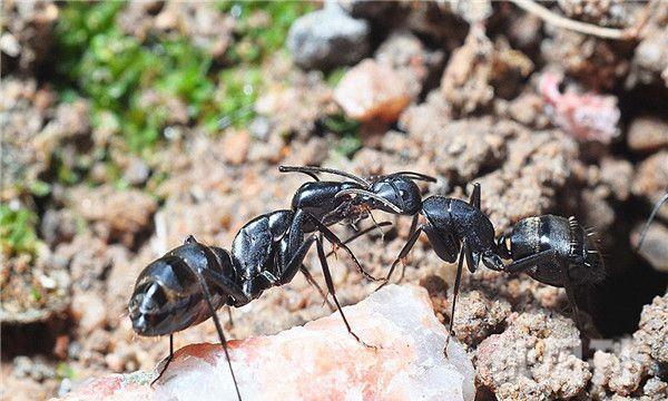 比较敏感的蚂蚁（弓背蚁一不小心就能够导致自己的神经失常）(3)