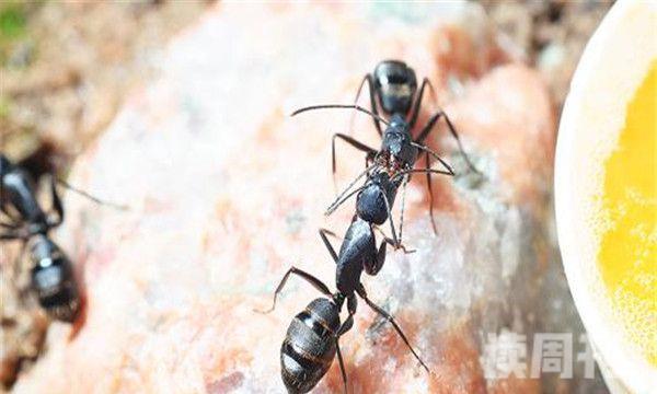 比较敏感的蚂蚁（弓背蚁一不小心就能够导致自己的神经失常）(4)