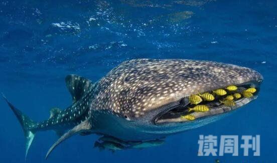 体型最大的鱼类（体重为12500公斤嘴巴宽为1.5米）