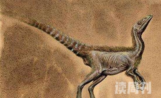 世界上最弱的恐龙（不仅体型小且性情温和）(3)