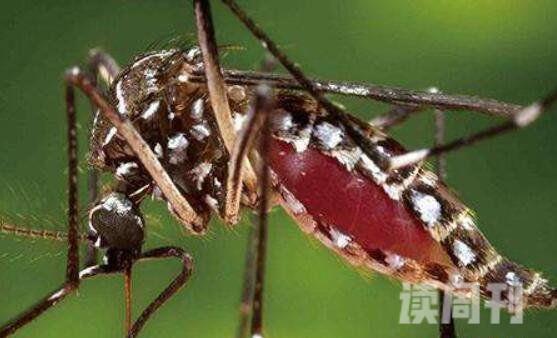 世界上最毒的蚊子有多可怕（现在的蚊子比以前的蚊子毒）(1)