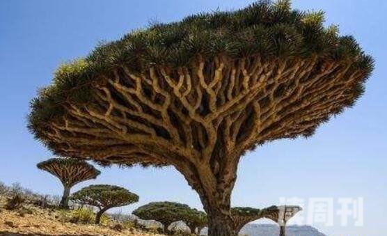 世界上最古老的一棵树（能够存活上千年）(2)