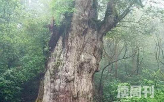 世界上最古老的一棵树（能够存活上千年）(3)