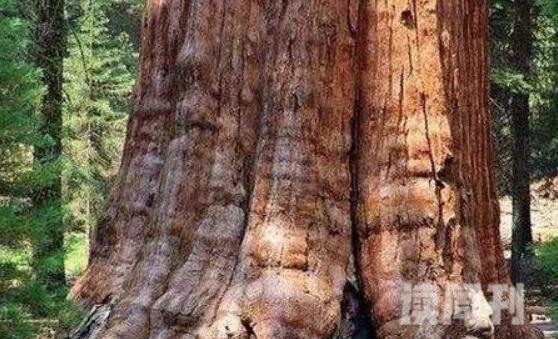 世界上最古老的一棵树（能够存活上千年）(4)