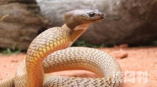世界上最大最毒的蛇（就算是有血清也很难存活下来）(1)
