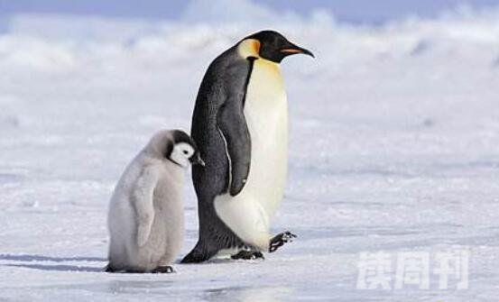 世界上最大的企鹅有多高：皇帝企鹅90-120厘米之间(1)