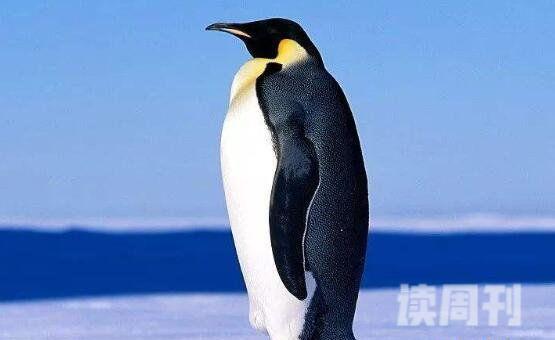 世界上最大的企鹅有多高：皇帝企鹅90-120厘米之间(3)