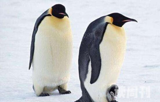 世界上最大的企鹅有多高：皇帝企鹅90-120厘米之间(4)
