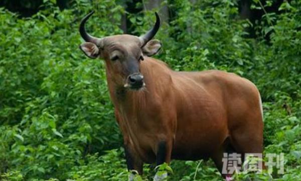 爪哇野牛分布在哪里（穿白色长筒靴的野牛足迹遍布东南亚）(2)