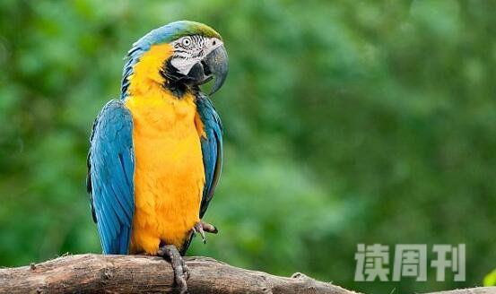 寿命最长的鸟：金刚鹦鹉的寿命可在50岁以上