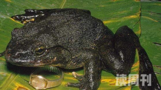 世界上最大的青蛙非洲巨蛙（体长可达到惊人的30厘米）