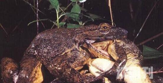 世界上最大的青蛙非洲巨蛙（体长可达到惊人的30厘米）(2)