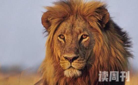 全球最凶猛的十大动物排名（狮子令人闻风丧胆）(1)