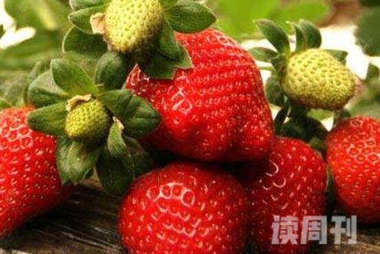 抑制癌细胞生长最好的水果（抑制癌细胞这三种水果是天然的）(1)